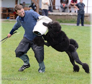 Psí salon Orthex Kladno-stříhání psů